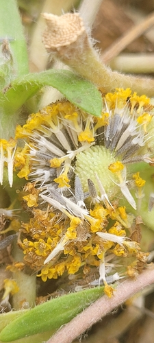 coastal goldfields (Lasthenia minor)
