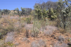 Phymaspermum athanasioides