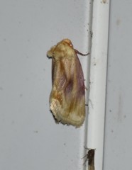 Chamaeclea basiochrea
