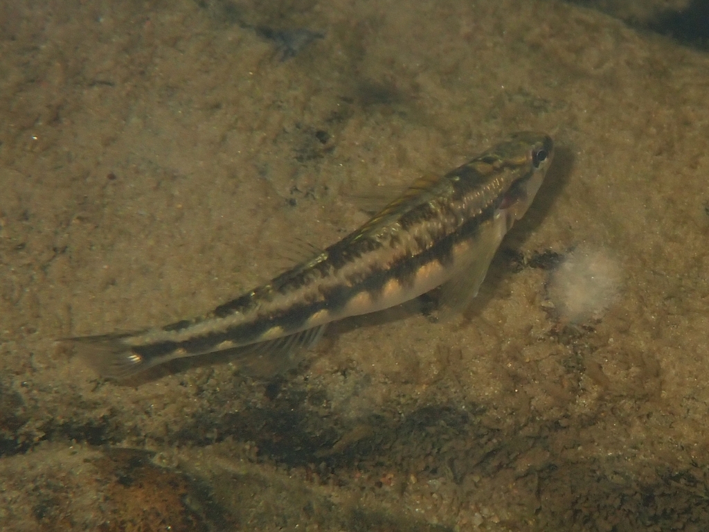 Roanoke darter (Percina roanoka) — Percidae