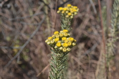 Phymaspermum athanasioides