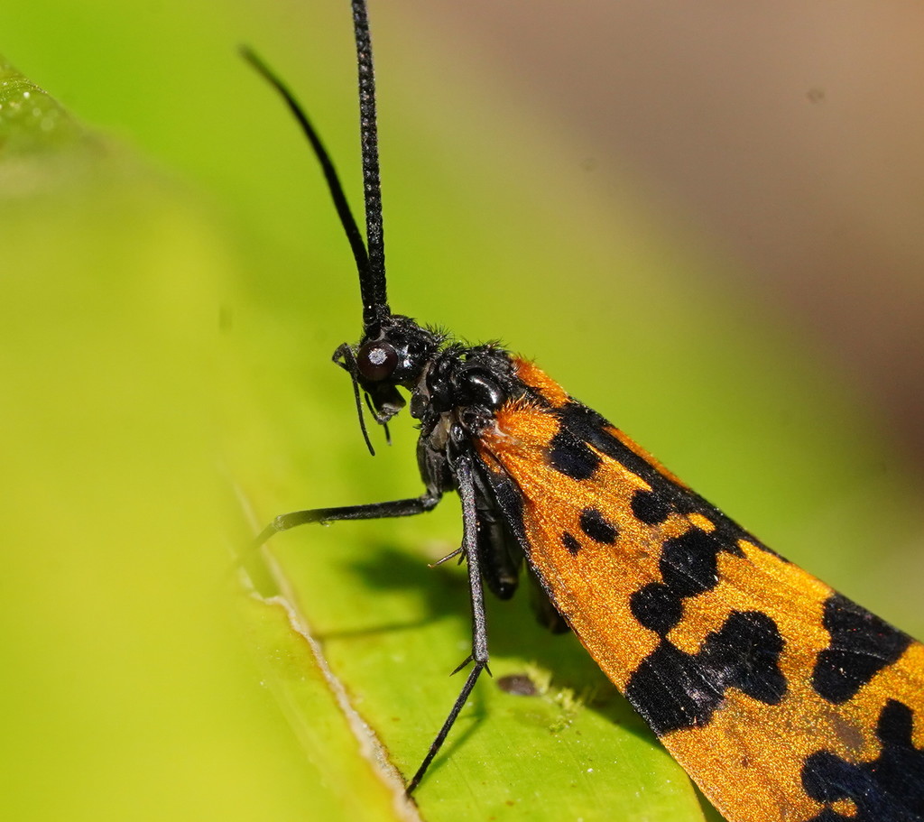 Stenopsychodes