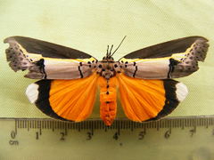 Eligma hypsoides
