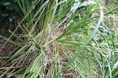 Austroderia splendens