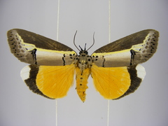 Eligma hypsoides