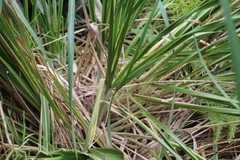 Austroderia splendens