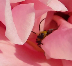 Diabrotica undecimpunctata