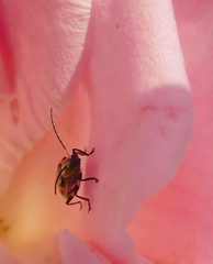 Diabrotica undecimpunctata