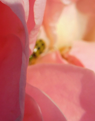 Diabrotica undecimpunctata