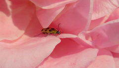 Diabrotica undecimpunctata