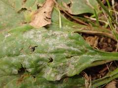 Podosphaera plantaginis