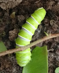 Rothschildia cinctus