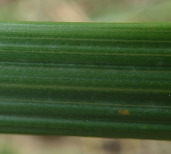 Austroderia splendens