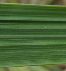 Austroderia splendens