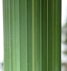 Austroderia splendens