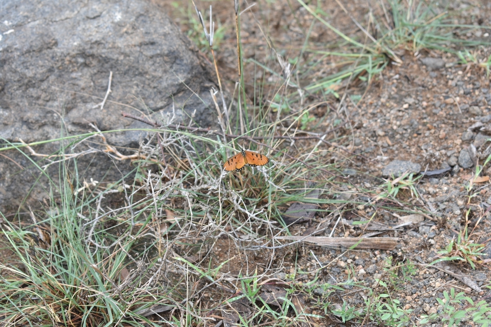 Tawny Coster