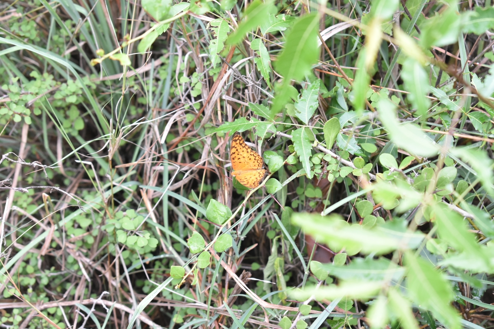 Common Leopard