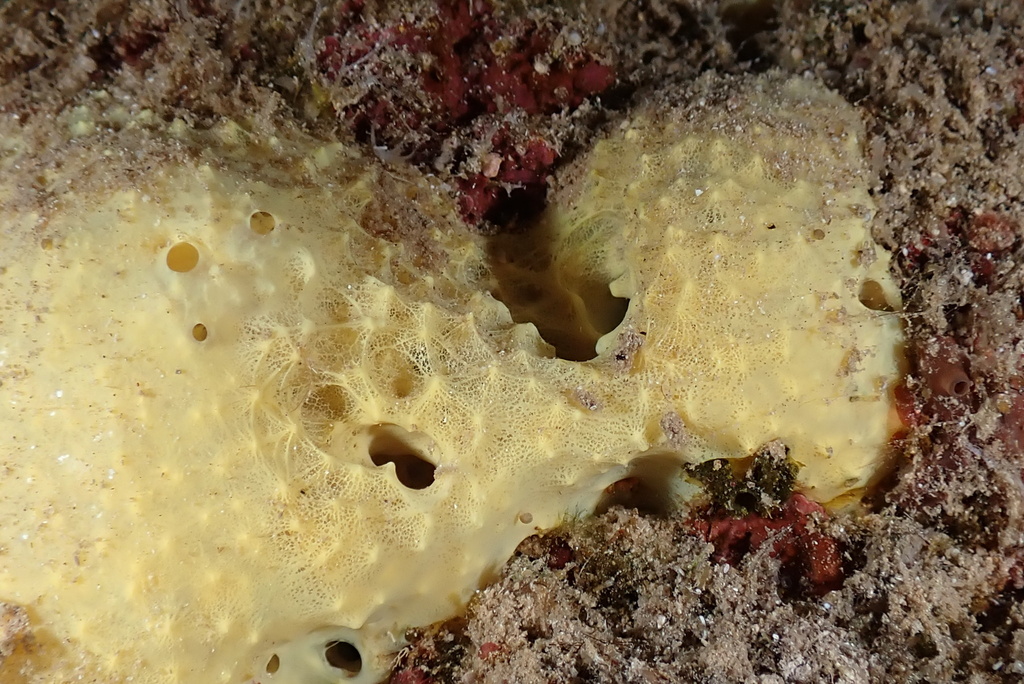 Dactylospongia metachromia