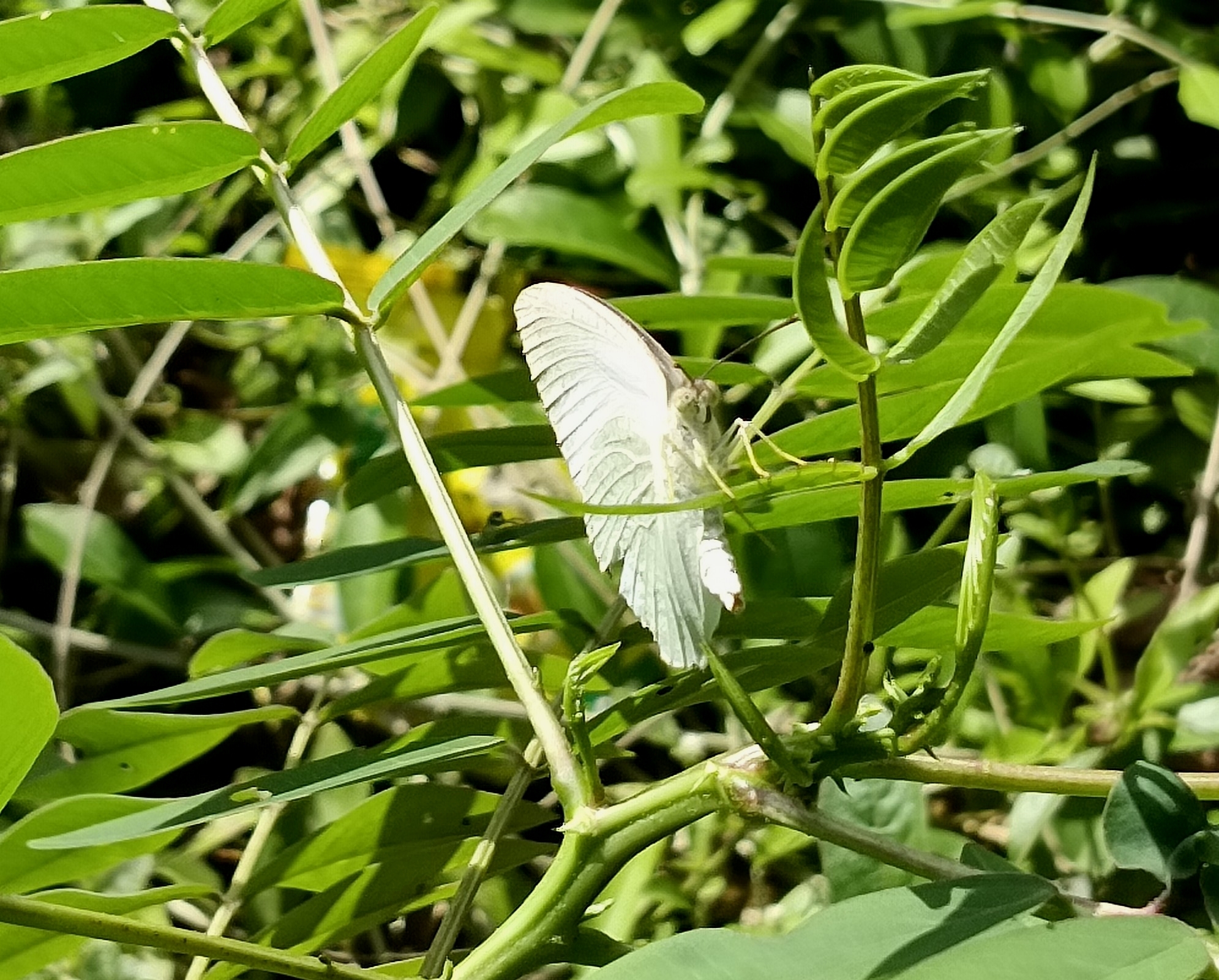 Mottled Emigrant