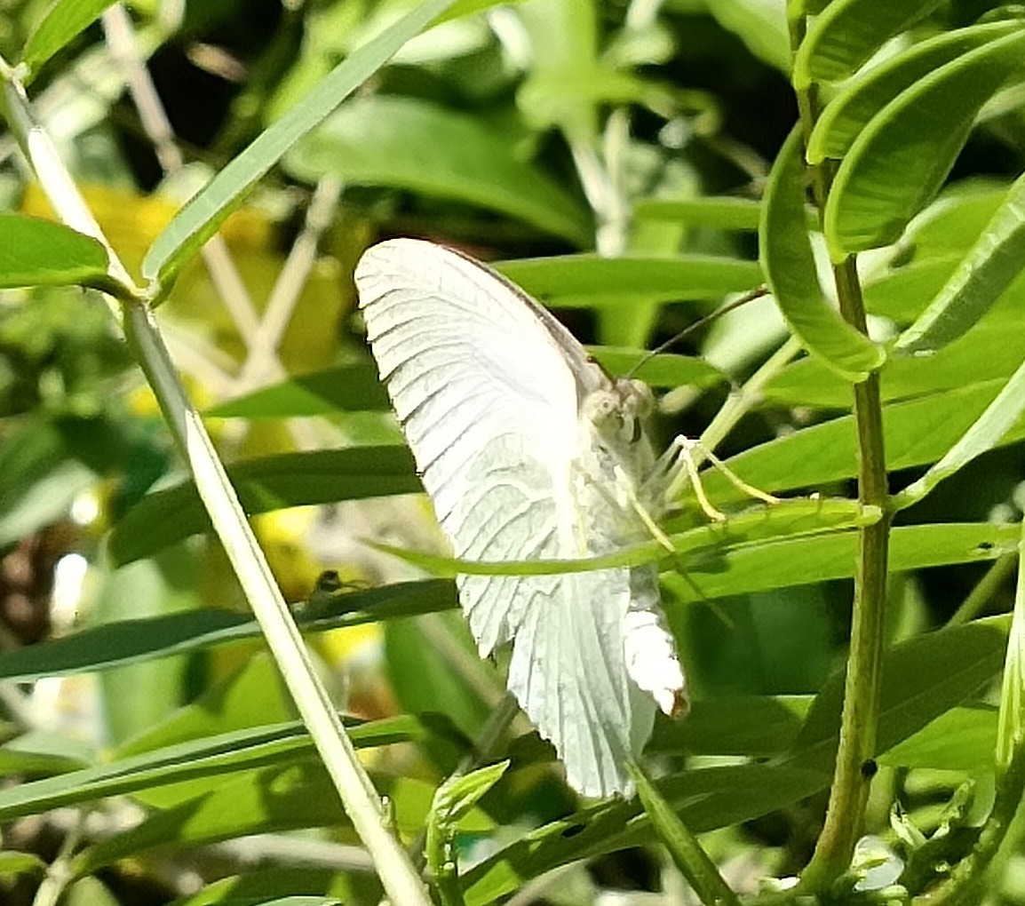 Mottled Emigrant