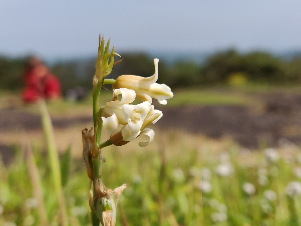 Dipcadi montanum