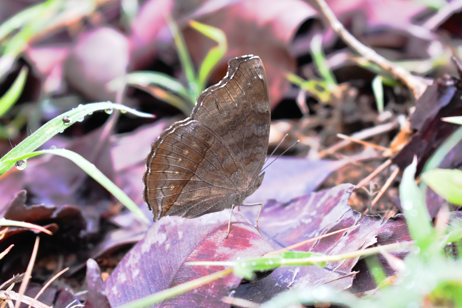 Chocolate Pansy