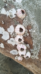 Notomegabalanus decorus