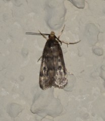 Loxostegopsis polle