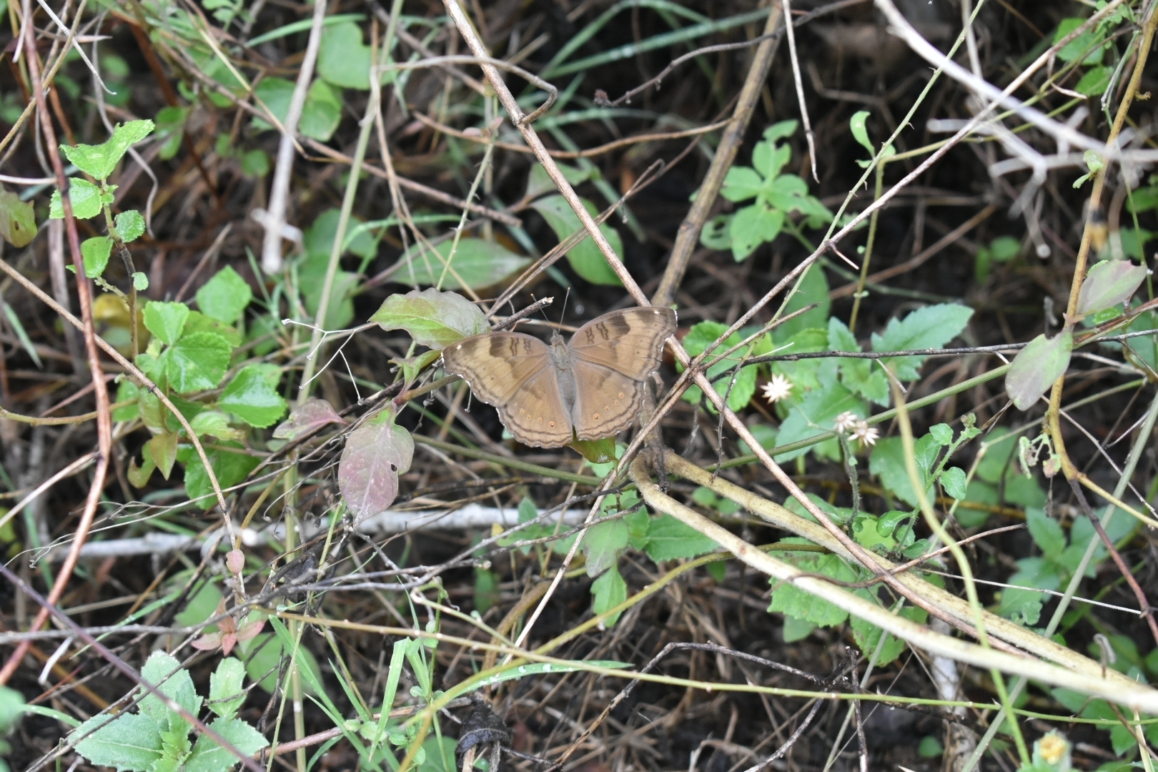 Chocolate Pansy