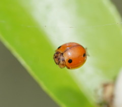 Coelophora inaequalis