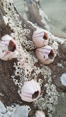 Notomegabalanus decorus