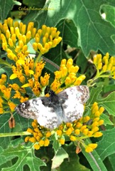 Polyctor cleta