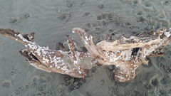 Notomegabalanus decorus