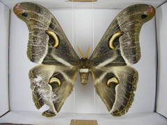 Epiphora ploetzi