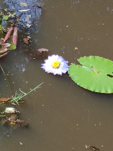 Giant waterlily (Nymphaea gigantea)