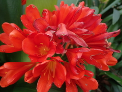 Clivia miniata