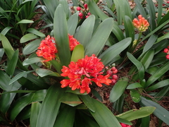 Clivia miniata