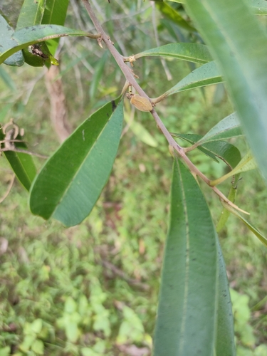 Samadera bidwillii (Samadera bidwillii)