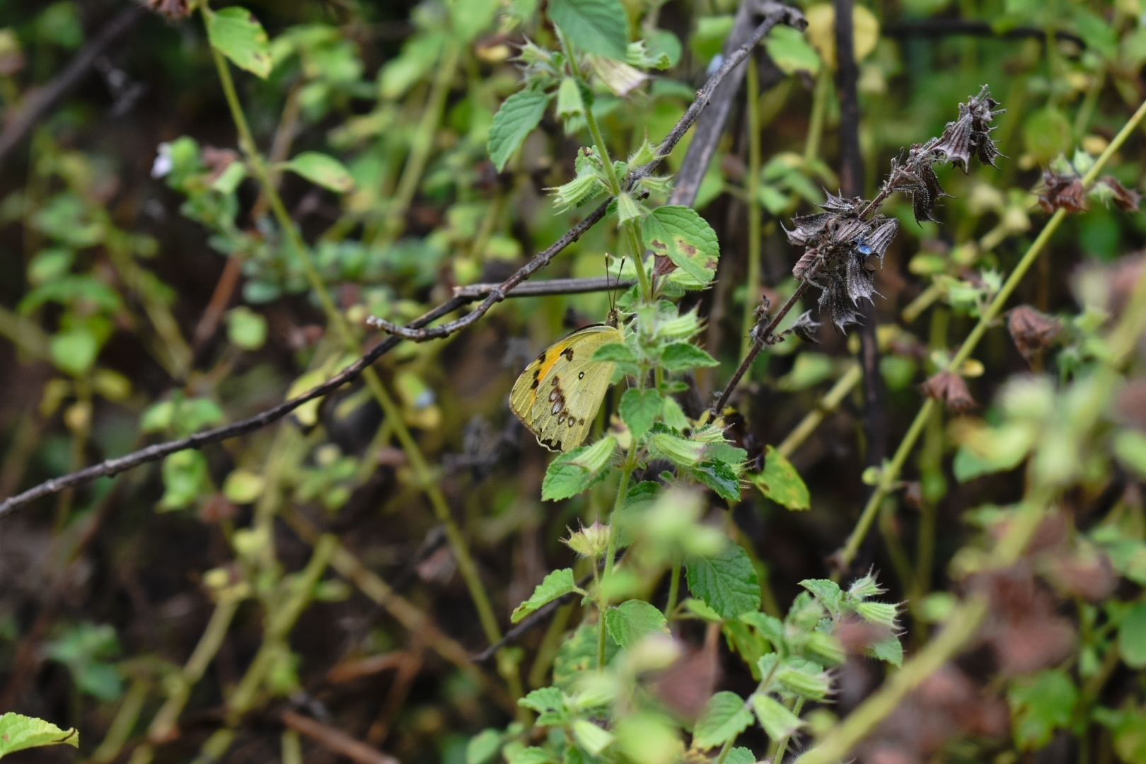 White Orange-Tip