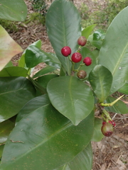 Elingamita johnsonii