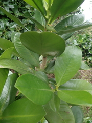 Elingamita johnsonii