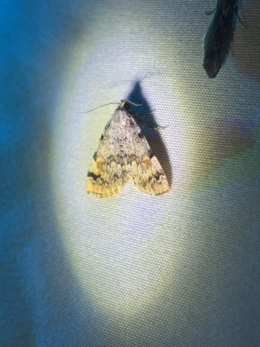 iNaturalist observation photo of American Idia Moth