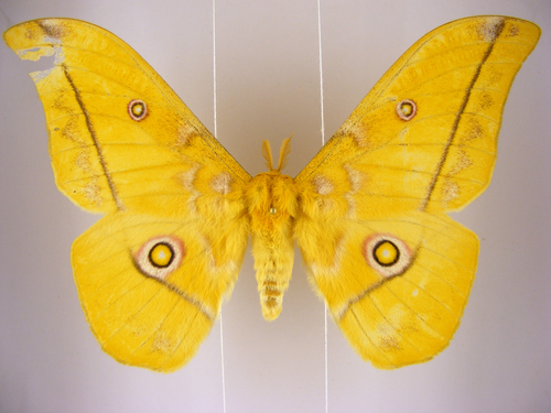 Nudaurelia petiveri