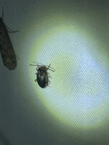 iNaturalist observation photo of Aphorista morosa