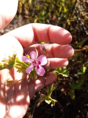 Pelargonium patulum