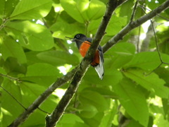 Trogon bairdii