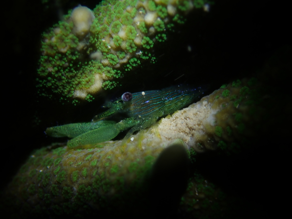 Green coral shrimp