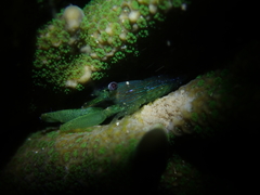 Coralliocaris graminea