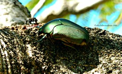 Cotinis mutabilis typica