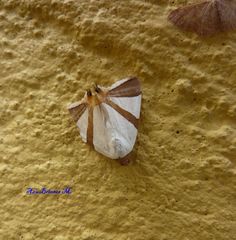 Eulepidotis rectimargo